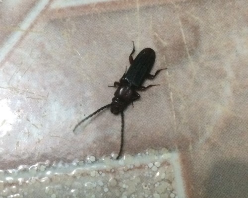 Catogenus longicornis · iNaturalist