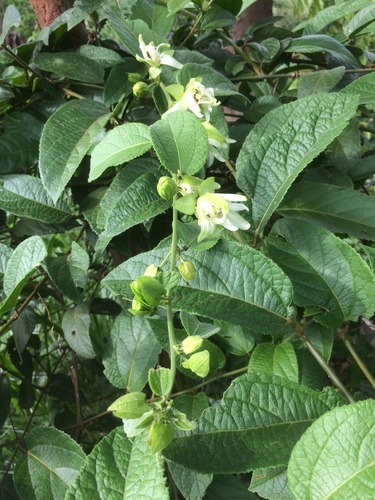 Passiflora bahiensis