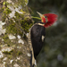 Helmeted Woodpecker - Photo (c) Luiz Fernando Matos, all rights reserved, uploaded by Luiz Fernando Matos