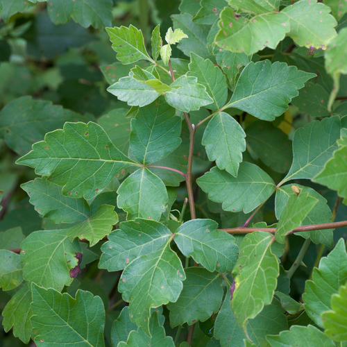 Rhus aromatica var. aromatica