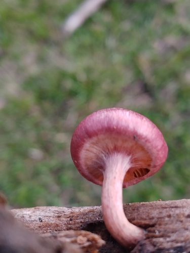 Gymnopilus subpurpuratus
