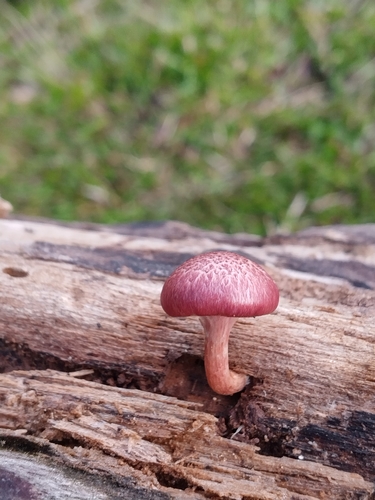 Gymnopilus subpurpuratus