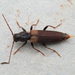 Brown Spruce Longhorn Beetle - Photo (c) Karim Strohriegl, all rights reserved, uploaded by Karim Strohriegl