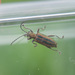 Common Reed Beetle - Photo (c) Tig, all rights reserved, uploaded by Tig