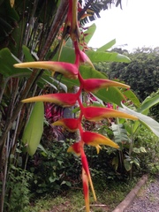 Image of Heliconia chartacea