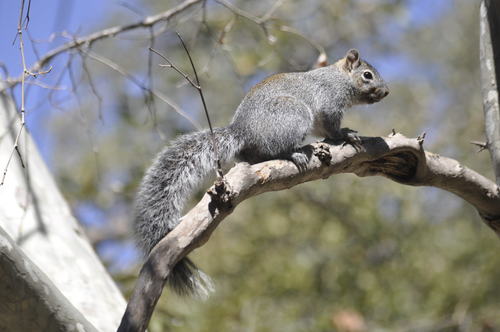 Arizona Gray Squirrel