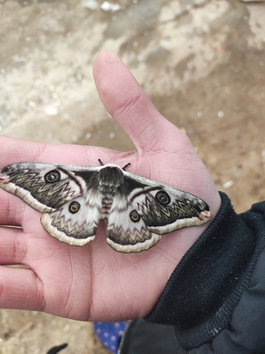 Saturnia pyretorum