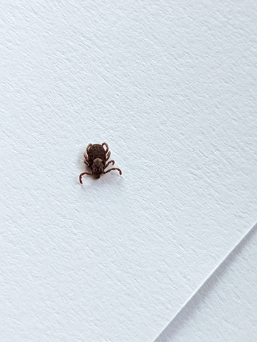 iNaturalist observation photo of Pacific Coast Tick