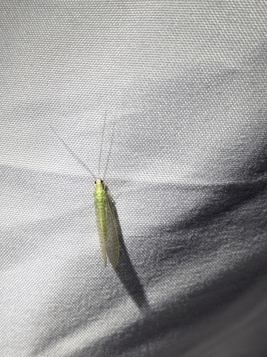 iNaturalist observation photo of Chrysopini