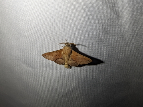 iNaturalist observation photo of American Lappet Moth