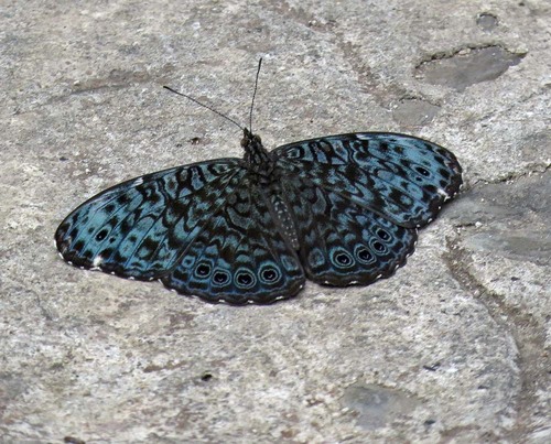 Black-patched Cracker