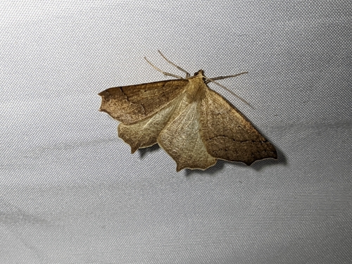 iNaturalist observation photo of Slant-Lines