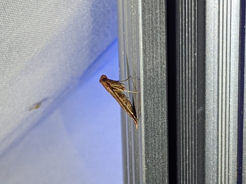 iNaturalist observation photo of Arta epicoenalis