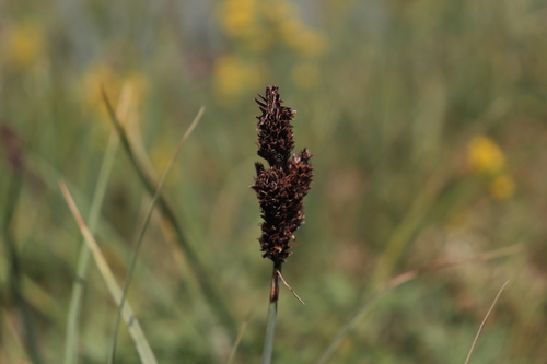 Carex melananthiformis