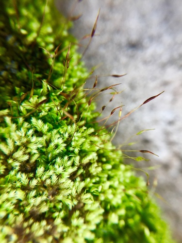 Philonotis uncinata