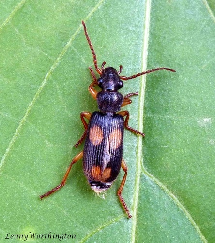 Flat-horned Ground Beetles (Helluonini)