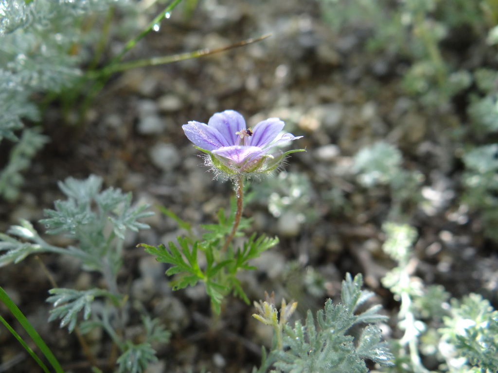Geranium pseudosibiricum from Hustai National Park, Mongolia on August ...