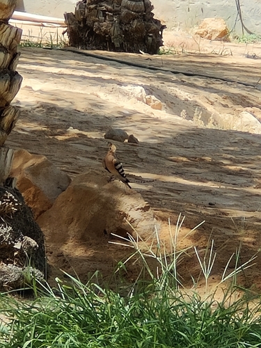 Common Hoopoe