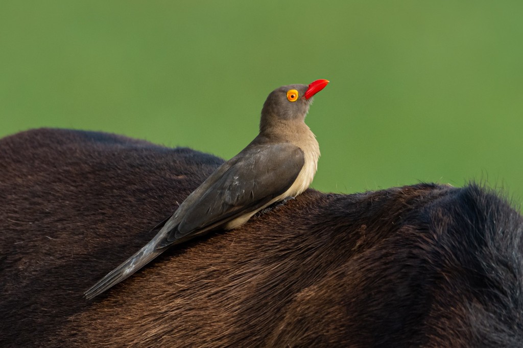 Red-billed Oxpecker photo