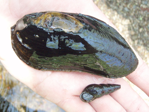 Japanese Freshwater Pearl Mussel