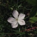 Dianthus furcatus - Photo (c) paolapalazzolo, כל הזכויות שמורות, הועלה על ידי paolapalazzolo
