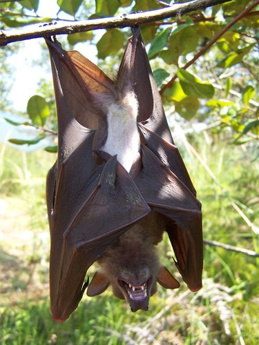 Franquet's Epauletted Bat