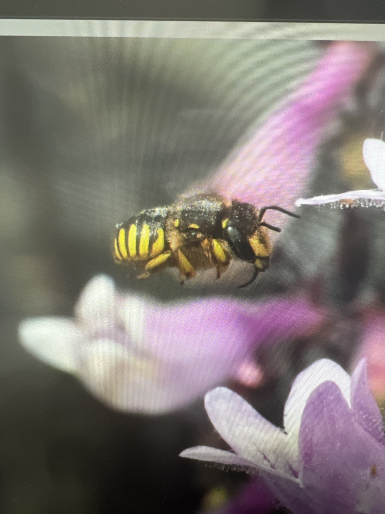 European Woolcarder Bee from Willowbrook Rd, Catasauqua, PA, US on June