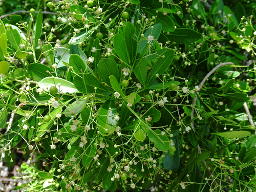 Hypelate trifoliata Sw.