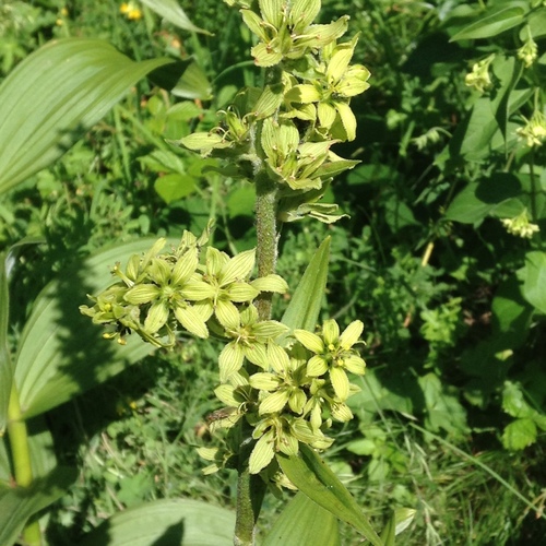 White Hellebore