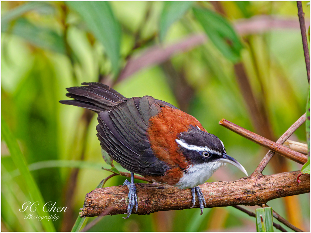 Sunda Scimitar-Babbler (Pomatorhinus bornensis) photo