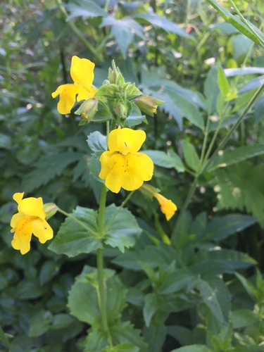 Seep Monkeyflower