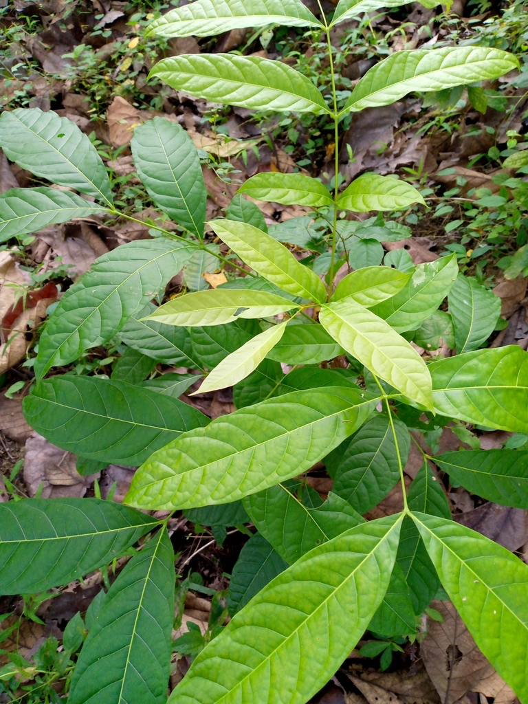 Big-leaf Mahogany in June 2022 by Iswatun Annas · iNaturalist