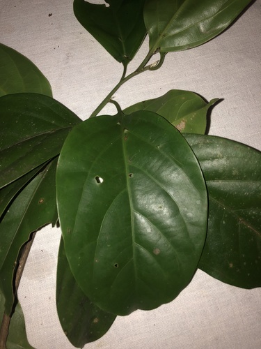 Ocotea laetevirens image