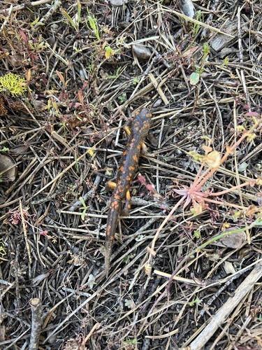 iNaturalist observation photo of Ensatina