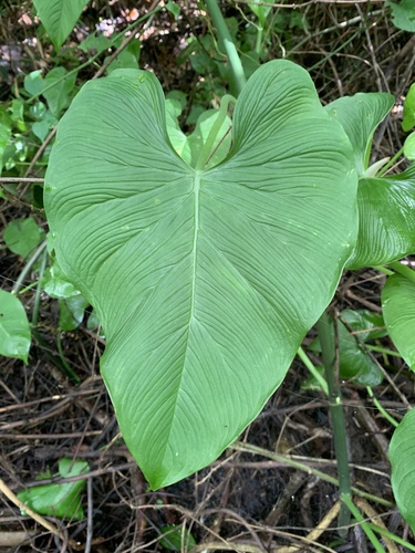 Philodendron jacquinii  iNaturalist