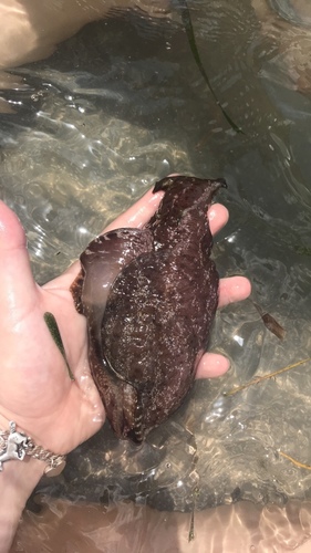 Mottled Seahare