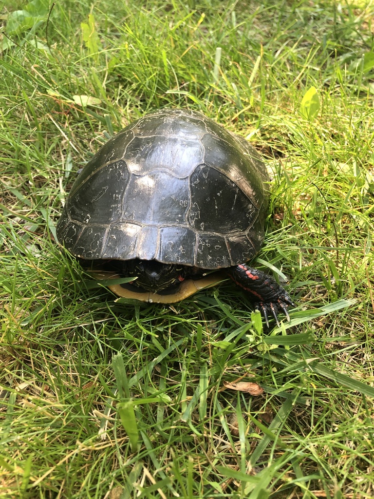 Painted Turtle from Antler Ln, Dalton, PA, US on June 15, 2022 at 04:26 ...