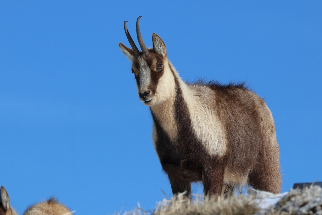 Northern Chamois (Rupicapra rupicapra) · iNaturalist