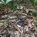 Bothrocophias microphthalmus - Photo (c) jjkenned, all rights reserved