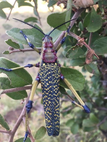 Phymateus aegrotus