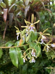 Epidendrum exasperatum image