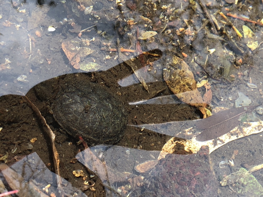 Mud Turtles from Universidad Nacional Autónoma de México, Ciudad de ...