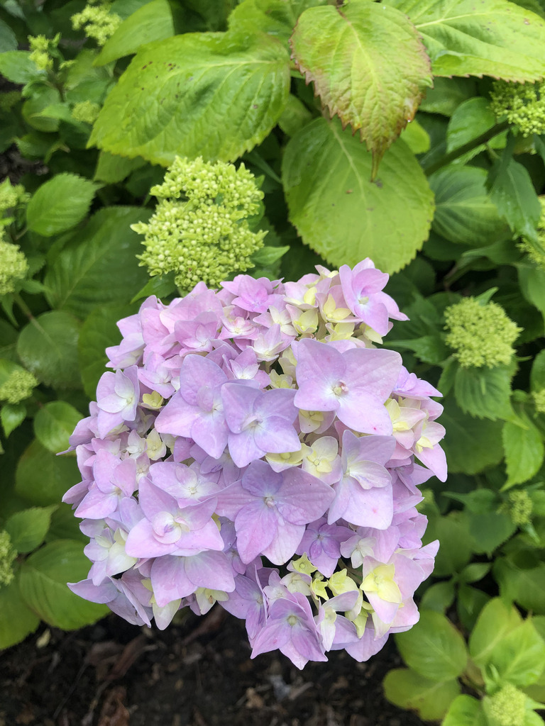 hydrangeas (Illahe Hills Scavenger Hunt '22) · iNaturalist