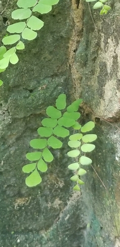 Walking Maidenhair Fern
