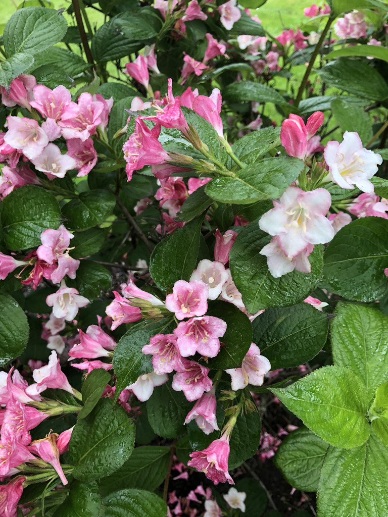 Weigela (Illahe Hills Scavenger Hunt '22) · iNaturalist
