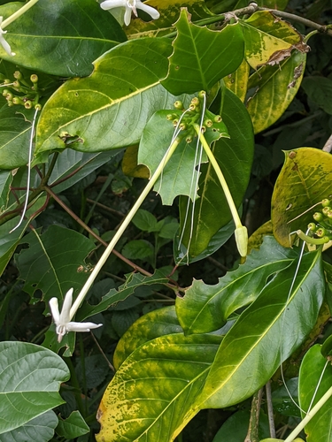 Posoqueria costaricensis