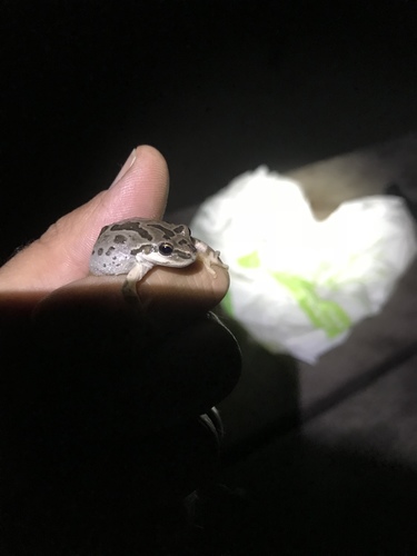 iNaturalist observation photo of Pacific chorus frog