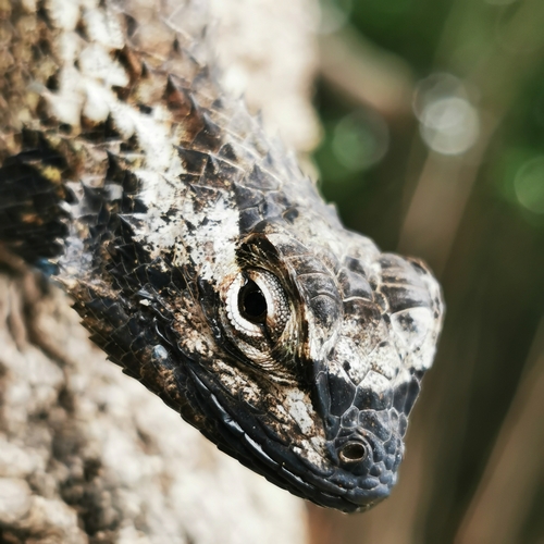 Black-nosed Lizard