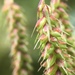 Carex fumosimontana - Photo (c) deansy，保留所有權利