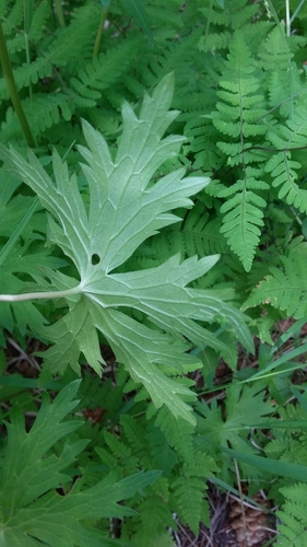 woolly cranesbill